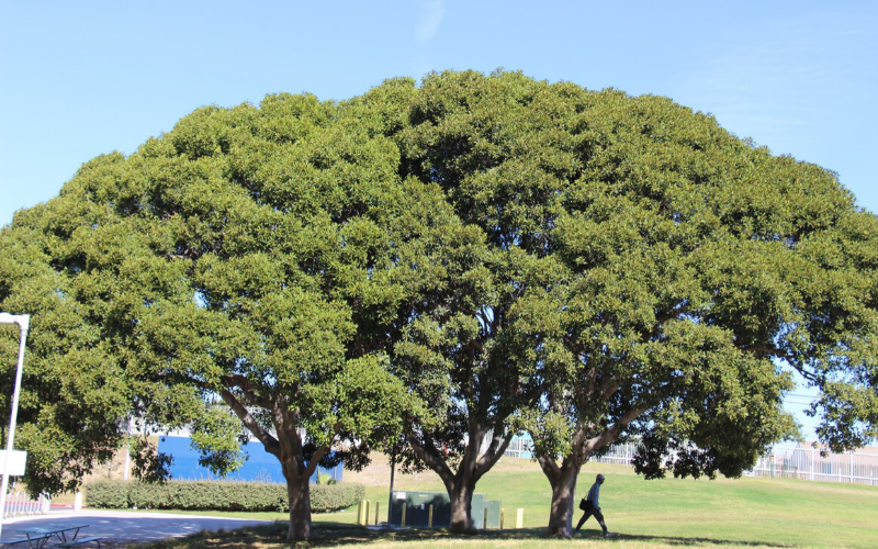 Three Trees on Campus 