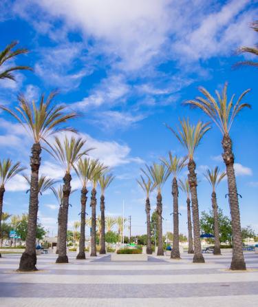 LASC Campus Palms