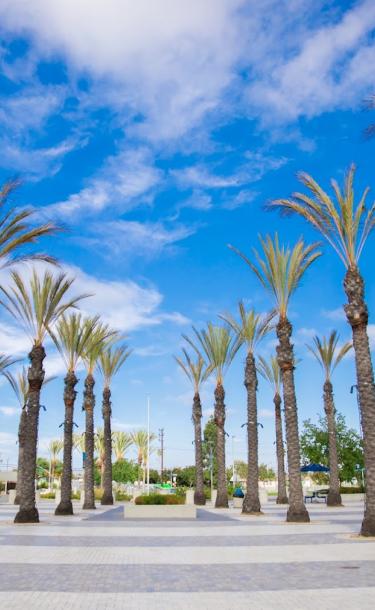 Pathway with Palm Trees