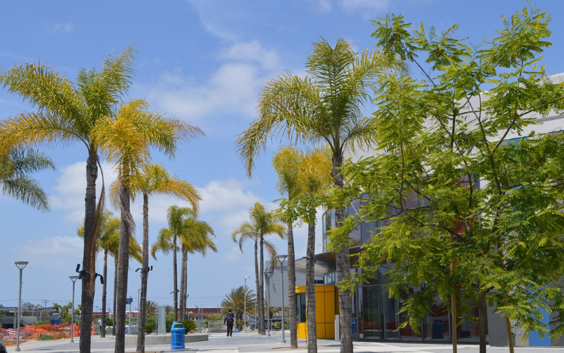 Pathway with Palm Trees